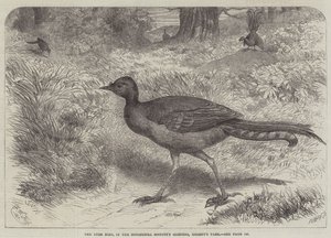 Lyre Bird, Zoological Societyn puutarhoissa, Regent